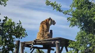 Přetahovali jsme se se lvem o lano v netradiční zoo. Slouží i jako zvířecí azylové centrum