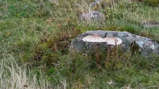 Volvo trip: Toftenäs naturreservat