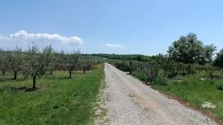 Parenzana II