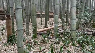 Japonsko_cestopis_2. část