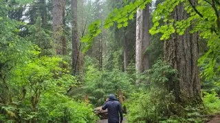 Forks, Twilight