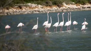 Ford trip, Camargue