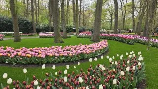Keukenhof