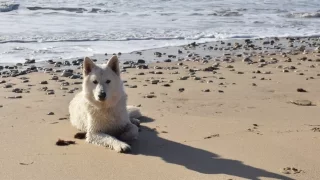 Malebný a idylický ostrov Ȋle de Ré: Mimo sezónu je to ráj na zemi pro turisty i pro psy