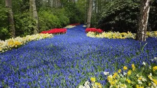 Keukenhof