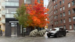 Fotr ve Finsku, gastronomie