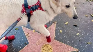 Fotr na tripu 12, Hollywood