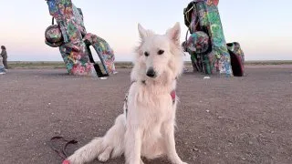 S pejskem na Route 66