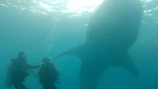 Za málo peněz spousta exotické muziky. Filipíny a ostrov Cebu nabízí žraloky, vodopády i krmení opic