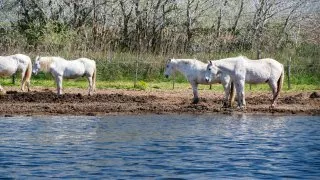 Ford trip, Camargue