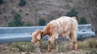 Dacia Bigster, trip Itálie, Bruncu Spina