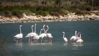 Ford trip, Camargue