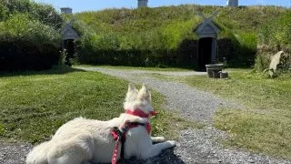 Fotr na tripu 10, vikingové