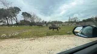 Ford trip, Parco Natura Viva