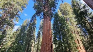 Kalifornský národní park Sequoia