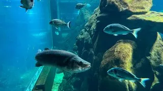 Dacia Bigster, trip Itálie,Acquario Livorno