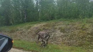 Přes Nordkapp na Lofoty