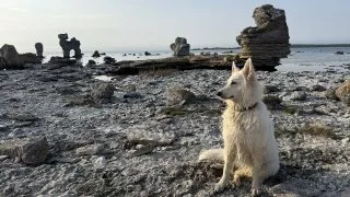 Fotr na tripu 9, Fårö