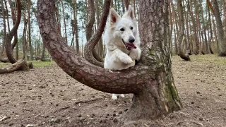 Křivý les a Hoia Baciu: Dva lesy, dvě tajemství, od lidské ruky po paranormální jevy
