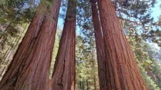 Kalifornský národní park Sequoia