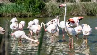 Ford trip, Camargue
