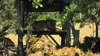 Žitný ostrov, Malkia na kole