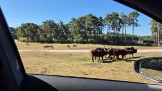 Safari Serengeti Park