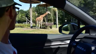 V Německu je největší safari v Evropě. Během 10 kilometrů jsme tam absolvovali cestu kolem světa