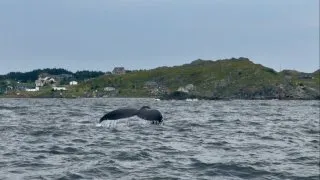 Fotr na tripu 10, velryby