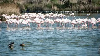 Ford trip, Camargue