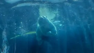 Fotr na tripu 10, medvědi