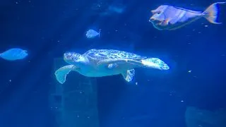 Dacia Bigster, trip Itálie,Acquario Livorno