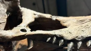 Fotr na tripu 10, dinosauři