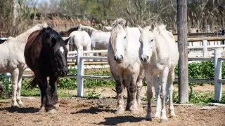 Ford trip, Camargue