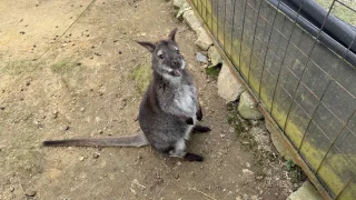 Tip na výlet pro rodinu jen hodinu od Prahy: Zoopark Zvířátkov a zámek Zbiroh