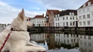 Fotr na tripu 11, Bruggy