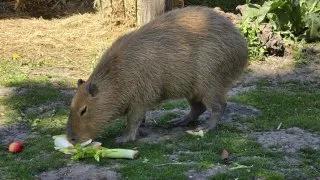 Žitný ostrov, Malkia na kole