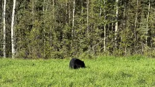 Fotr na tripu 10, medvědi