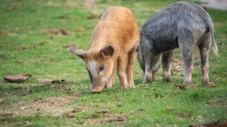 Dacia Bigster, trip Itálie, Bruncu Spina