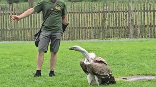 Žleby dravci