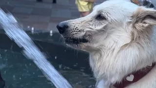 Fotr na tripu 10, psí fontána