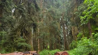 Forks, Twilight