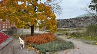 Fotr ve Finsku, design