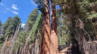 Kalifornský národní park Sequoia