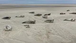 Trip Holandsko, Zeeland, pláže