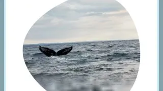 Fotr na tripu 10, velryby