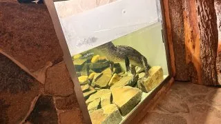 Fotr na tripu 11, Slovensko, sokolnická škola