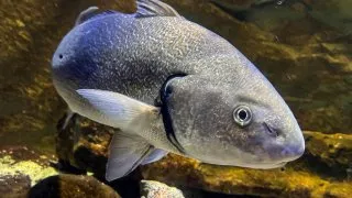 Dacia Bigster, trip Itálie,Acquario Livorno
