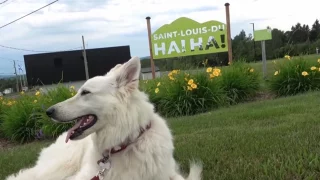 Fotr na tripu 10, Ha! Ha!