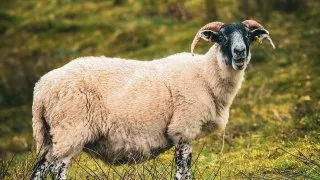 Skotsko roadtrip 2025